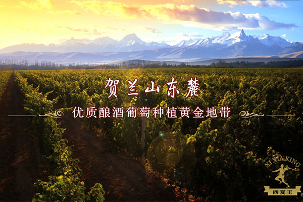 公司多元化戰(zhàn)略新品亮相-西夏王酒之道系列紅酒